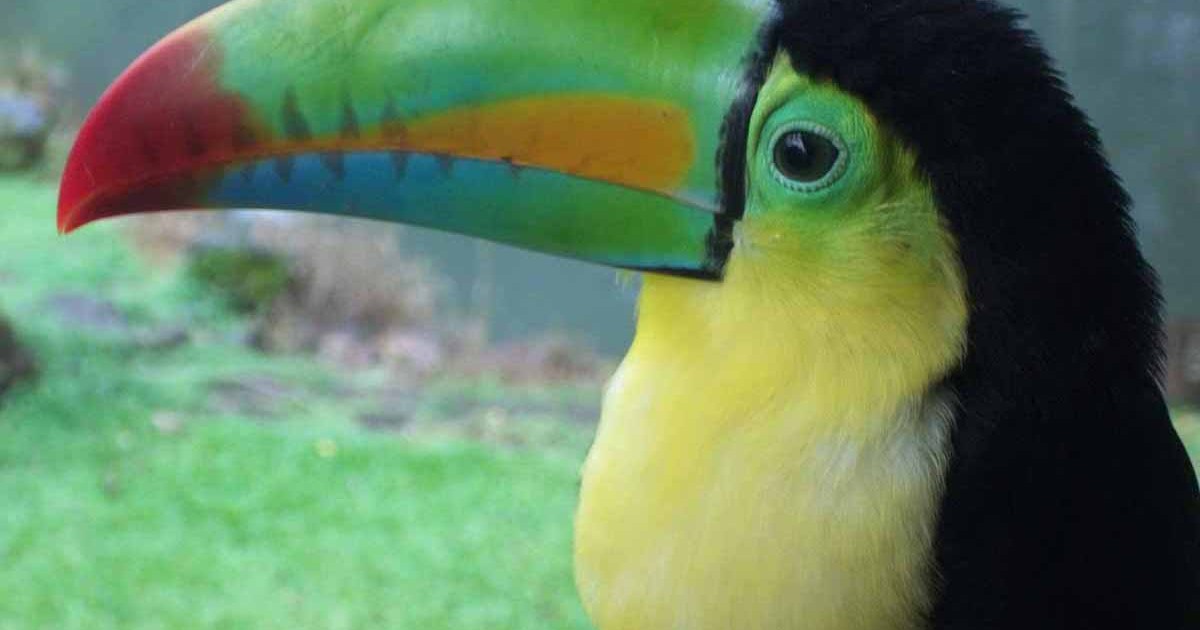 wildlife at hotel villas rio mar