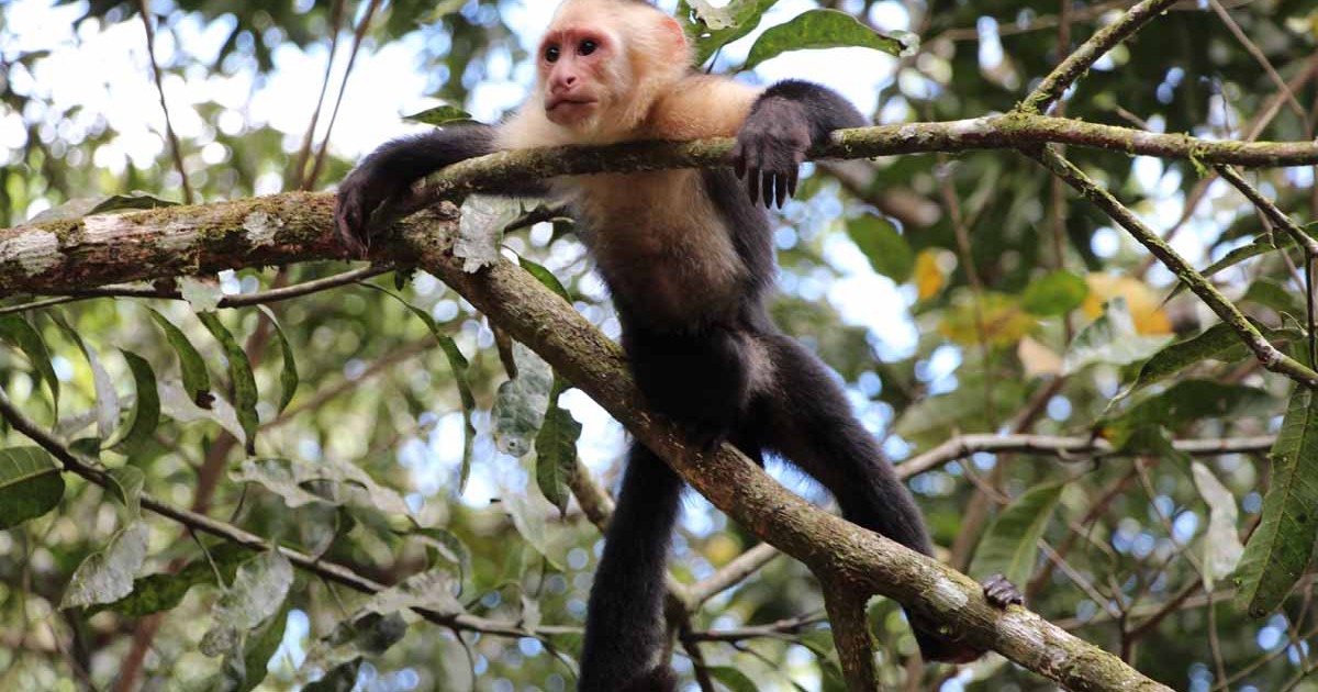 wildlife in dominical